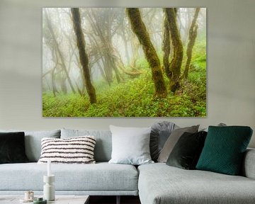 Rainforest by Chris Stenger
