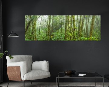 Tropical Rainforest by Chris Stenger