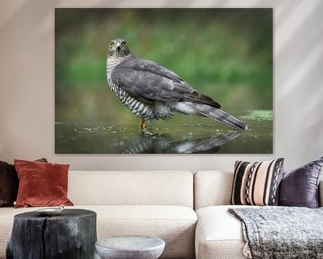 Roofvogel (Sperwer) in water