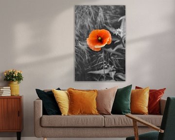 Poppy on black and white