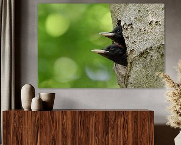 Schwarzspecht ( Dryocopus martius ), Jungvögel schauen zu zweit aus der Bruthöhle - lustiger Doppeld von wunderbare Erde