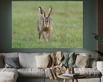 Feldhase, Hase ( Lepus europaeus ) läuft direkt auf die Kamera zu, lustiges Bild, wildlife, Europa. von wunderbare Erde