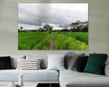 Road between the fields in Bali by Mickéle Godderis