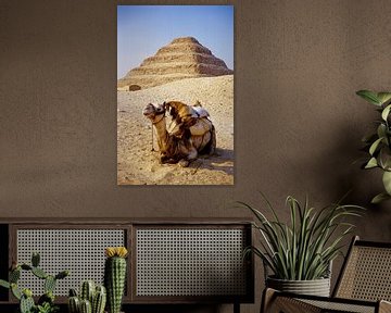 The Camel withe the Sakkara Pyramid - Analoge Fotografie!