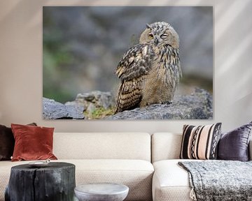 Chouette aigle ( Bubo bubo ), jeune oiseau, clins d'œil au photographe, moment drôle de la prise de  sur wunderbare Erde