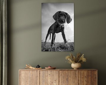 De nieuwsgierige hond