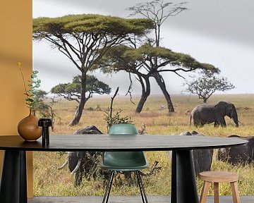 Afrikanische Tierwelt: Gruppe afrikanischer Elefanten auf den Grasebenen des Serengeti-Nationalparks