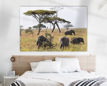 Afrikanische Tierwelt: Gruppe afrikanischer Elefanten auf den Grasebenen des Serengeti-Nationalparks von RKoolspics