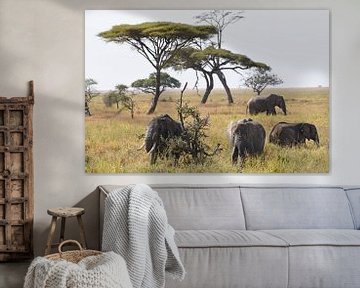 Groep Afrikaanse olifanten op de grasvlakte van Serengeti National Park, Tanzania van Rini Kools