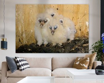 Barn Owl ( Tyto alba ), 4 chicks in nesting aid, sleeping, cute and funny animal babies, wildlife, E by wunderbare Erde
