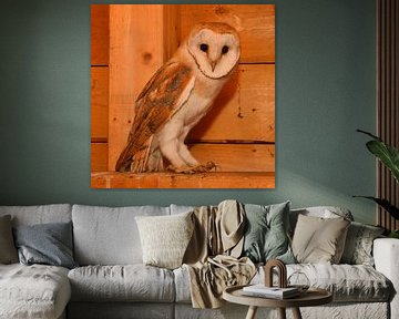 Barn Owl  (Tyto alba) sitting in the wooden truss of a church, wildlife, Europe. by wunderbare Erde