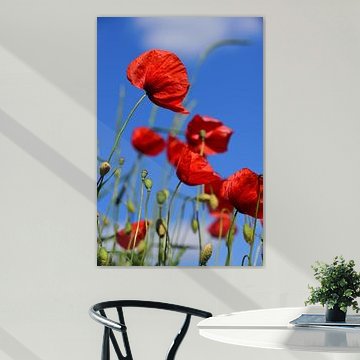 Roter Klatschmohn im Freien von Ulrike Leone