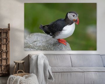 Pappagaaiduiker geniet van fotoshoot / Puffin Likes Photoshoot von Mark Veen