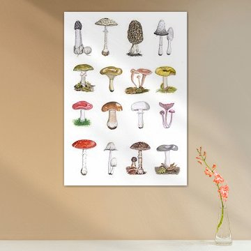 Pilze der Niederlande