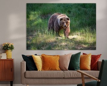 Brown Bear by MSP Canvas