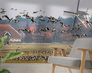 Barnacle geese taking flight on the Wadden island of Terschelling, the Netherlands. by Frans Lemmens