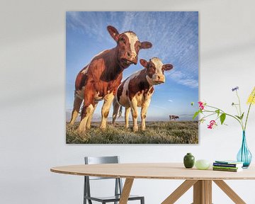 Kühe in einem Polder