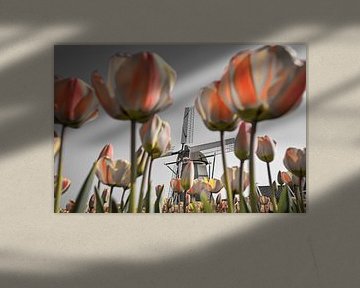 Des tulipes au moulin à vent