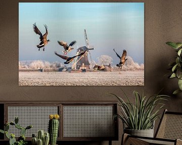 Kanadische Gänse fliegen im Winterin der Nähe einer Mühle von Frans Lemmens