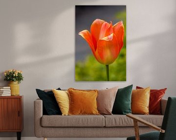 Tulip by didier de borle