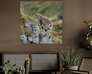 Steinbock ( Capra ibex ), Jungtier, klettert hoch auf einen Felsen in den Alpen, wildlife, Europa. von wunderbare Erde