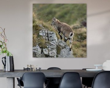Alpine Ibex ( Capra ibex ), young animal, climbing up some rocks in the Alps, wildife, Europe. by wunderbare Erde