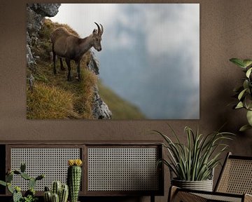 Alpine Ibex ( Capra ibex ), adult female, on a steep cliff in high mountains range, watching down to by wunderbare Erde