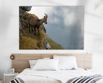 Steenbok (Capra ibex), stenen geit op een richel in een steile wand in de Alpen, met uitzicht op het van wunderbare Erde