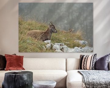 Alpine Ibex ( Capra ibex ), young animal, resting in grass of an alpine meadow, r ruminating, wildli by wunderbare Erde