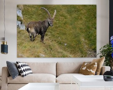 Steinbock /  Alpensteinbock ( Capra ibex ) auf einer Bergwiese in den Alpen, wildlife, Europa. von wunderbare Erde