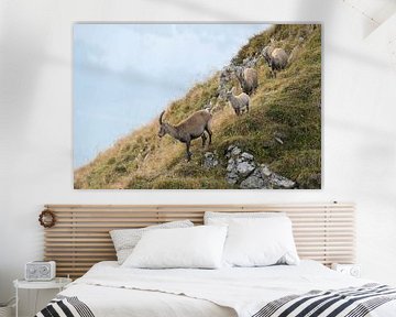 Steinböcke ( Capra ibex ), kleine Gruppe aus Steingeißen mit ihrem Nachwuchs, wildlife, Europa. von wunderbare Erde
