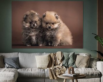 Two cute fluffy little Keeshonds in the studio by Jan de Wild