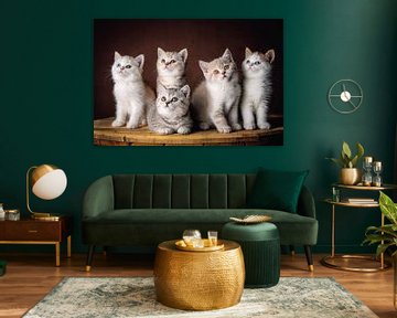 Five very cute British Shorthair kittens looking around by Jan de Wild