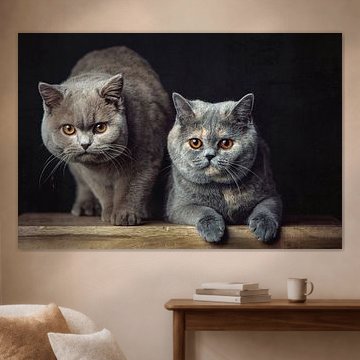 Twee hele mooie Britse Korthaar katten poseren op een houten krukje