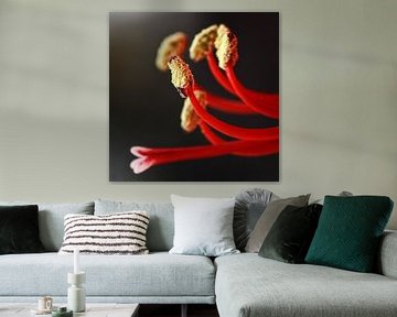 Amaryllis-4_SvD sur Stefanie van Dijk