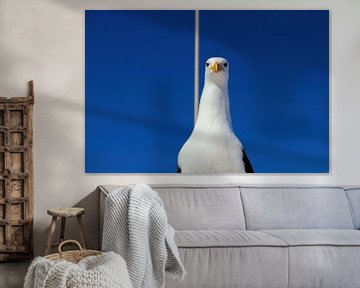 Gull from the film finding nemo, by Merijn Loch