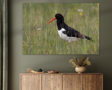 Scholekster ( Haematopus ostralegus ), op een natte weide in het voorjaar, wild, Europa.