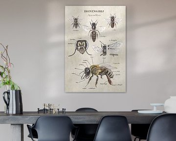 Anatomie der Honigbiene von außen von Jasper de Ruiter