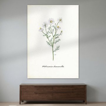 Echte Kamille von Jasper de Ruiter