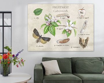 Fruitmot (levenscyclus) van Jasper de Ruiter