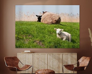 Sheep with lambs on the dike in Holland by Ivonne Wierink