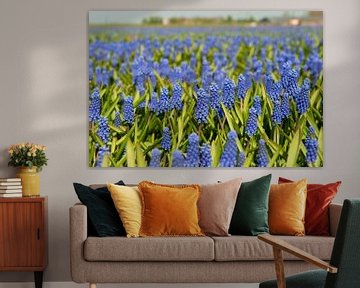 Landscape from fields with blue grape Hyacinths by Ivonne Wierink