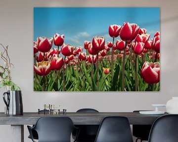 Rode met witte tulpen in het veld van Ivonne Wierink