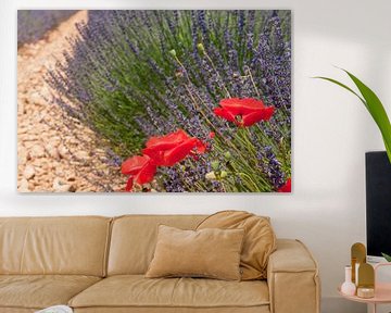 Lavender fields with red poppies in the French Provence at the Valensole plateau van Ivonne Wierink