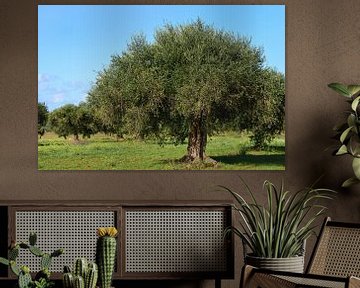 Olivenbäume auf dem Feld von Ulrike Leone