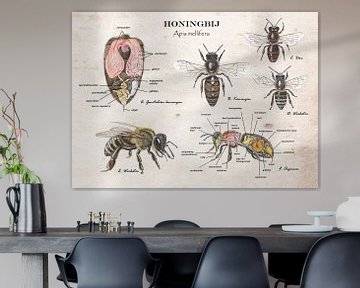 Honeybee - anatomy queen and worker by Jasper de Ruiter