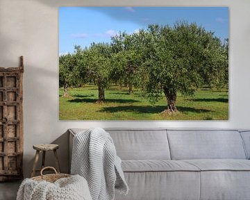 Olivenbäume auf Sizilien von Ulrike Leone