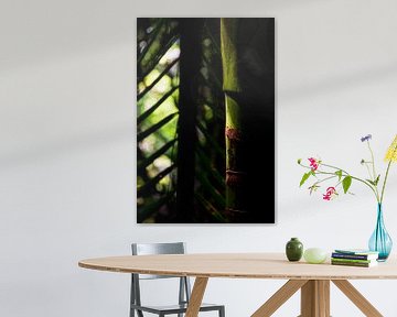 Detailfoto van abstracte bamboe in Nieuw-Zeeland van Paul van Putten
