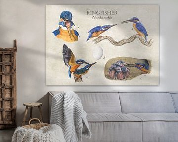 Kingfisher (ijsvogel) van Jasper de Ruiter