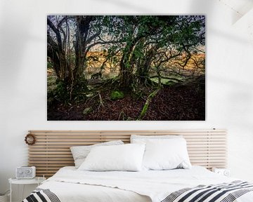 Des arbres mystérieux en Irlande sur Bo Scheeringa Photography